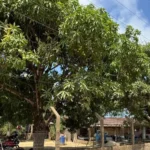 Prova técnica de campo reacende esperança da Família Vieira e pode selar posse de terras em Riacho Doce | Notícias Prova técnica de campo reacende esperança da Família Vieira e pode selar posse de terras em Riacho Doce | Notícias